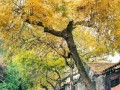 立秋三候是什么？读懂这15天的物候暗号，把身体调到“省电模式”顺利入秋