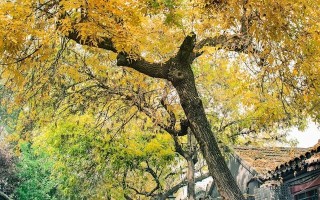 立秋三候是什么？读懂这15天的物候暗号，把身体调到“省电模式”顺利入秋
