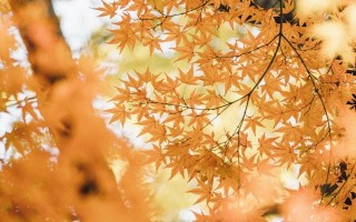 2026年立秋是哪一天？精确到秒的时间表来了，今年确实不一般