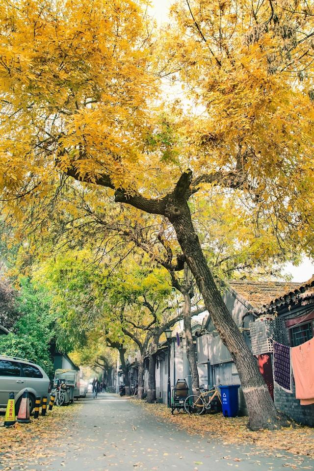立秋三候是什么?读懂这15天的物候暗号,把身体调到“省电模式”顺利入秋-第1张图片-123养生知识网 立秋三候是什么?读懂这15天的物候暗号,把身体调到“省电模式”顺利入秋-第1张图片-123养生知识网