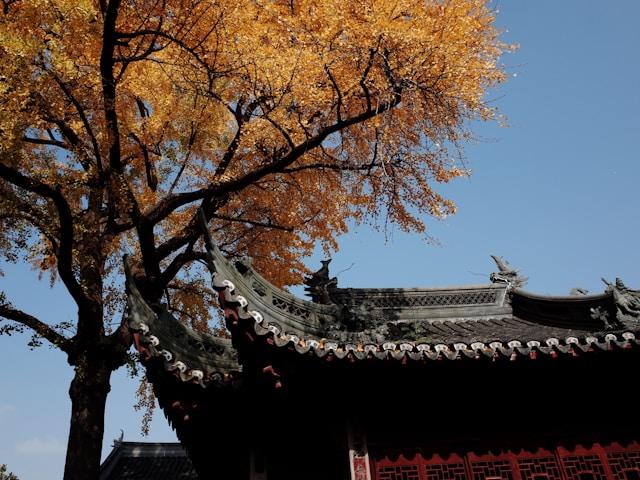 立秋吃什么水果最养人?老传统里的“秋果经”,吃对润燥养肺,安稳过秋天-第1张图片-123养生知识网 立秋吃什么水果最养人?老传统里的“秋果经”,吃对润燥养肺,安稳过秋天-第1张图片-123养生知识网